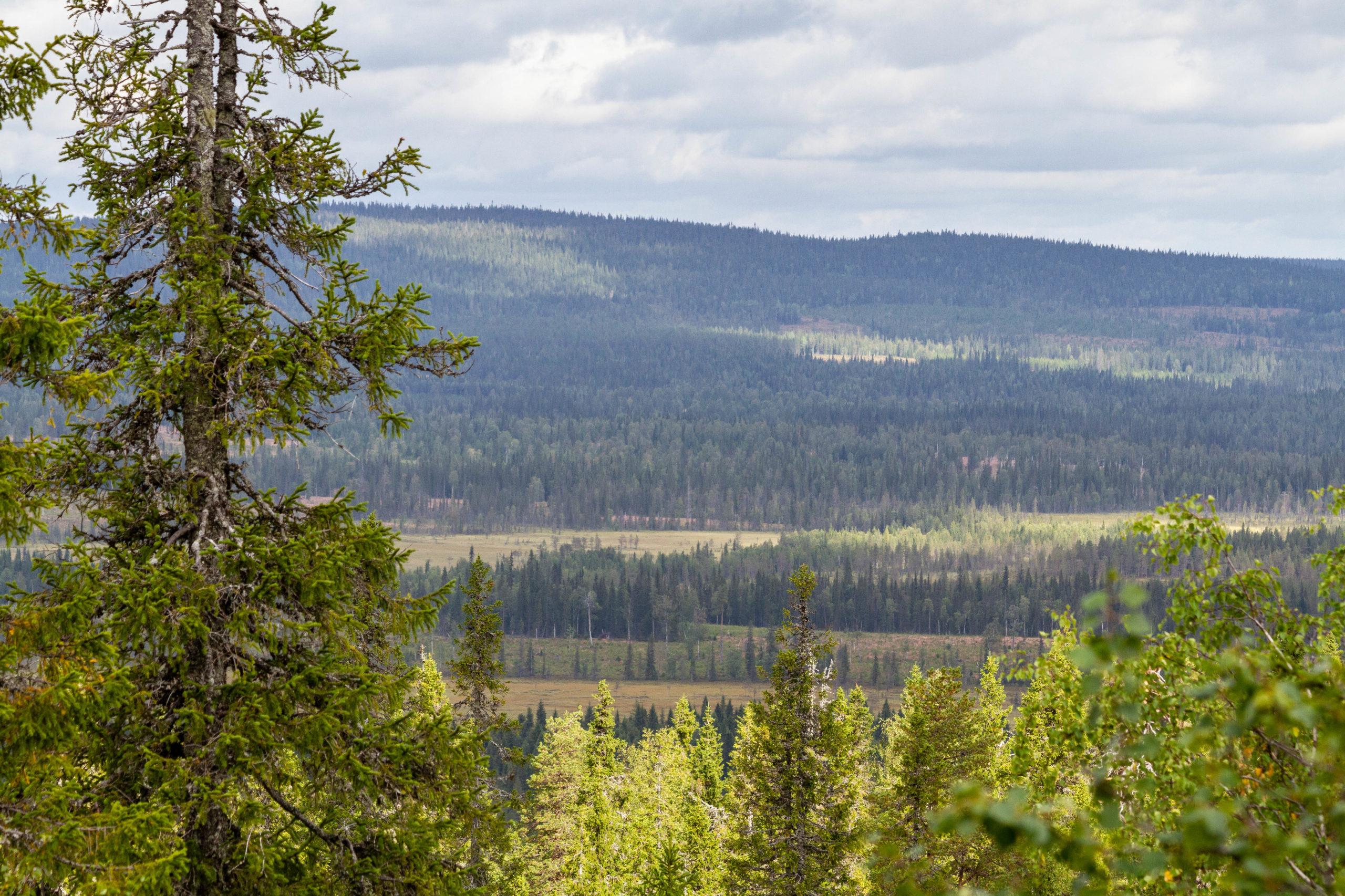 Kalastusta varten tarkoitettu rauhallinen lampimaisema